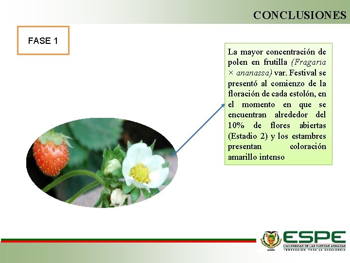 CONCLUSIONES FASE 1 La mayor concentración de polen en frutilla (Fragaria × ananassa) var.