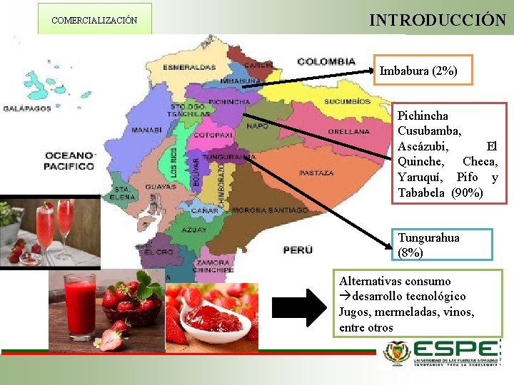 COMERCIALIZACIÓN INTRODUCCIÓN Imbabura (2%) Pichincha Cusubamba, Ascázubi, El Quinche, Checa, Yaruquí, Pifo y Tababela