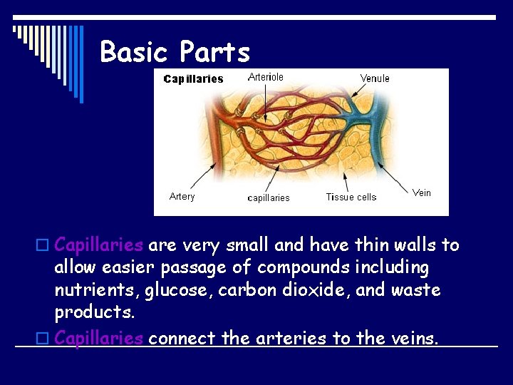 Basic Parts o Capillaries are very small and have thin walls to allow easier