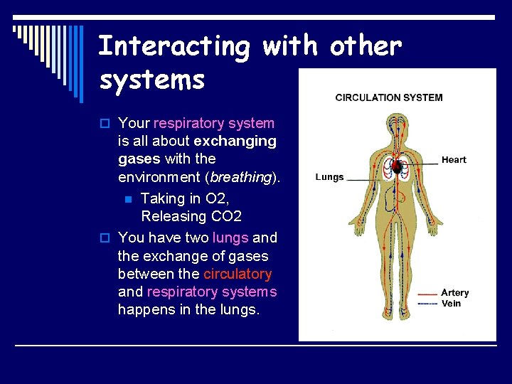 Interacting with other systems o Your respiratory system is all about exchanging gases with