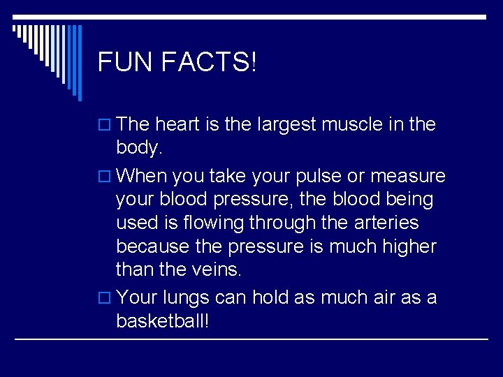FUN FACTS! o The heart is the largest muscle in the body. o When