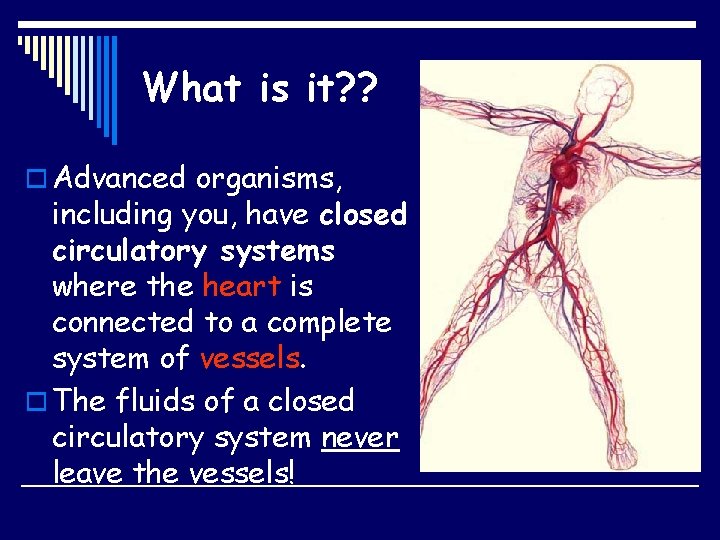 What is it? ? o Advanced organisms, including you, have closed circulatory systems where