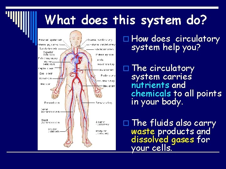 What does this system do? o How does circulatory system help you? o The