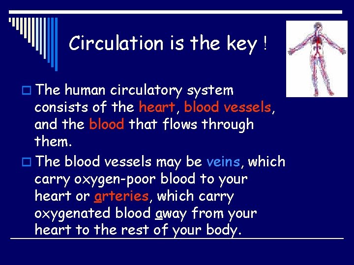 Circulation is the key ! o The human circulatory system consists of the heart,