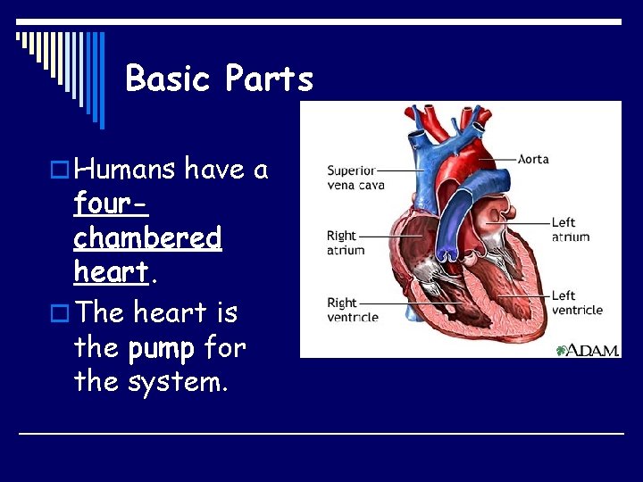 Basic Parts o Humans have a fourchambered heart. o The heart is the pump