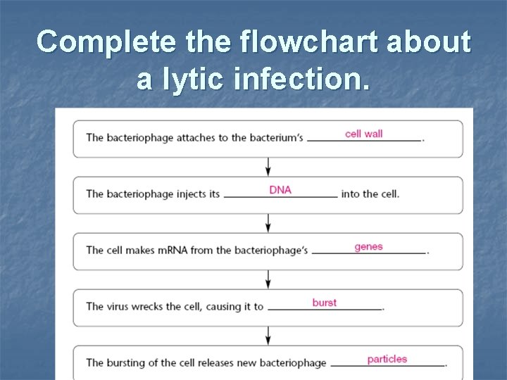 Complete the flowchart about a lytic infection. 