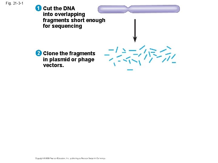 Fig. 21 -3 -1 1 Cut the DNA into overlapping fragments short enough for