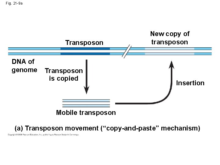 Fig. 21 -9 a Transposon DNA of genome Transposon is copied New copy of