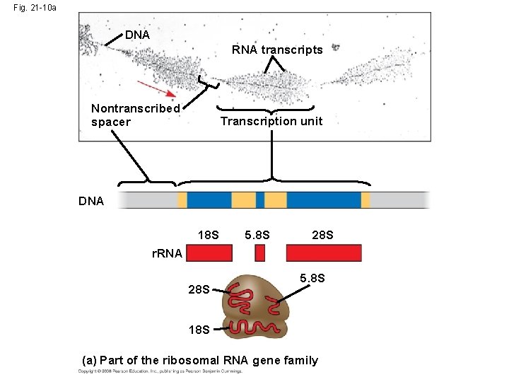 Fig. 21 -10 a DNA RNA transcripts Nontranscribed spacer Transcription unit DNA 18 S