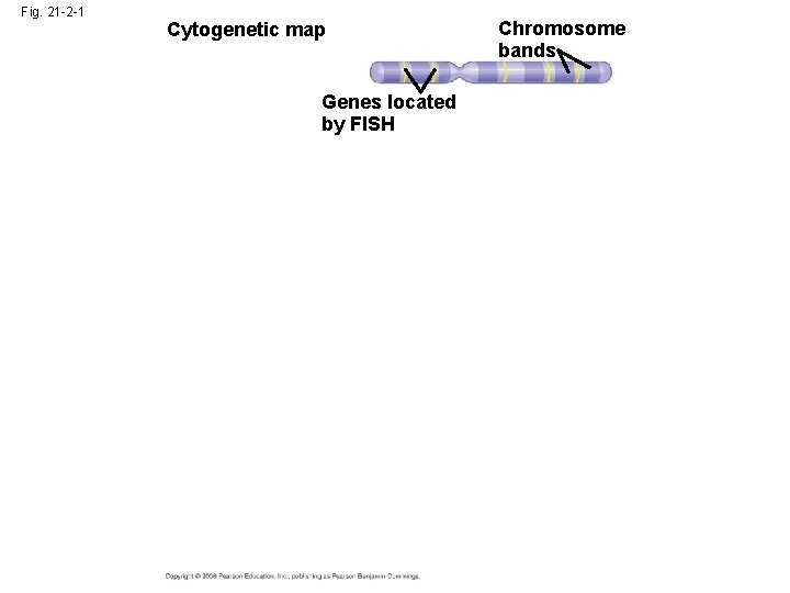 Fig. 21 -2 -1 Cytogenetic map Genes located by FISH Chromosome bands 