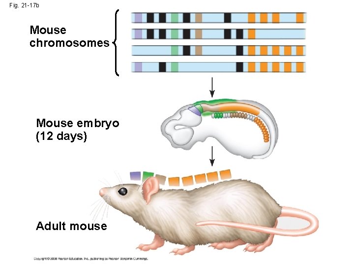 Fig. 21 -17 b Mouse chromosomes Mouse embryo (12 days) Adult mouse 