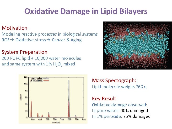 Oxidative Damage in Lipid Bilayers Motivation Modeling reactive processes in biological systems ROS Oxidative Oxidative Damage in Lipid Bilayers Motivation Modeling reactive processes in biological systems ROS Oxidative