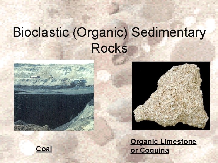 Bioclastic (Organic) Sedimentary Rocks Coal Organic Limestone or Coquina 