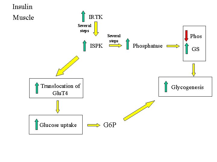 Insulin Muscle IRTK Several steps ISPK Several steps Translocation of Glu. T 4 Glucose