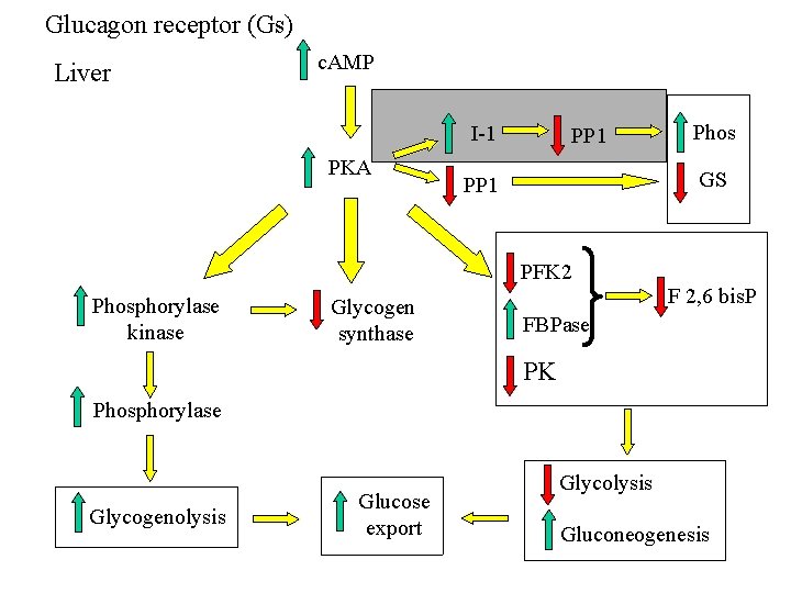 Glucagon receptor (Gs) Liver c. AMP I-1 PKA PP 1 GS PP 1 PFK