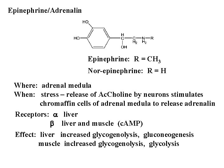 Epinephrine/Adrenalin Epinephrine: R = CH 3 Nor-epinephrine: R = H Where: adrenal medula When: