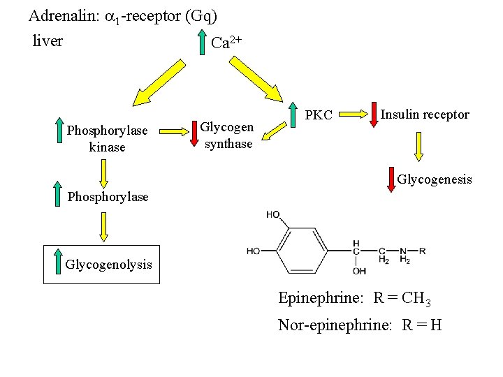 Adrenalin: a 1 -receptor (Gq) liver Ca 2+ Phosphorylase kinase Glycogen synthase PKC Insulin