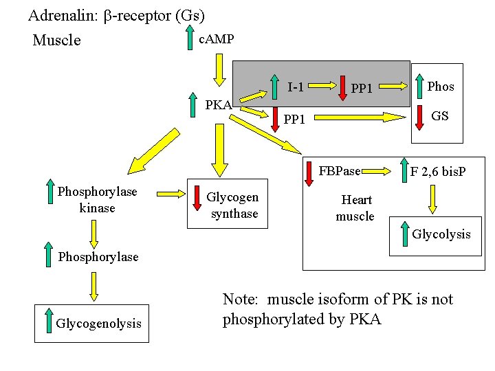 Adrenalin: b-receptor (Gs) c. AMP Muscle I-1 PKA PP 1 GS PP 1 FBPase