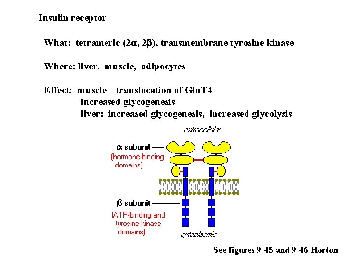 Insulin receptor What: tetrameric (2 a, 2 b), transmembrane tyrosine kinase Where: liver, muscle,