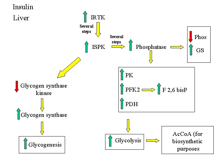 Insulin Liver IRTK Several steps ISPK Phos Several steps Phosphatase GS PK Glycogen synthase