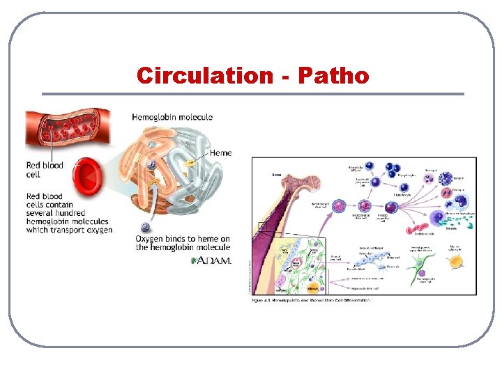 Circulation - Patho 