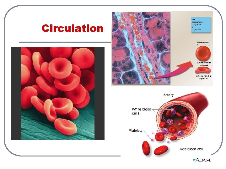 Circulation 