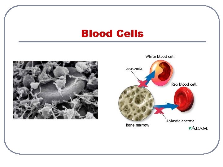 Blood Cells Blood Cells