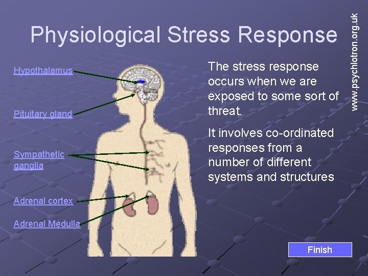 Hypothalamus Pituitary gland Sympathetic ganglia The stress response occurs when we are exposed to Hypothalamus Pituitary gland Sympathetic ganglia The stress response occurs when we are exposed to