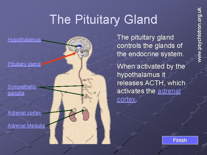 Hypothalamus Pituitary gland Sympathetic ganglia The pituitary gland controls the glands of the endocrine Hypothalamus Pituitary gland Sympathetic ganglia The pituitary gland controls the glands of the endocrine