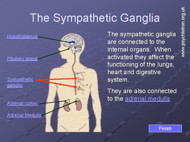 Hypothalamus Pituitary gland Sympathetic ganglia Adrenal cortex The sympathetic ganglia are connected to the Hypothalamus Pituitary gland Sympathetic ganglia Adrenal cortex The sympathetic ganglia are connected to the