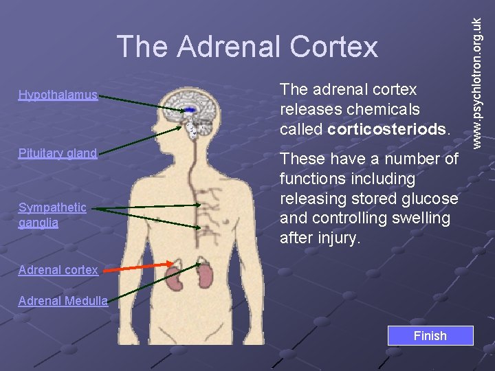 Hypothalamus Pituitary gland Sympathetic ganglia The adrenal cortex releases chemicals called corticosteriods. These have Hypothalamus Pituitary gland Sympathetic ganglia The adrenal cortex releases chemicals called corticosteriods. These have