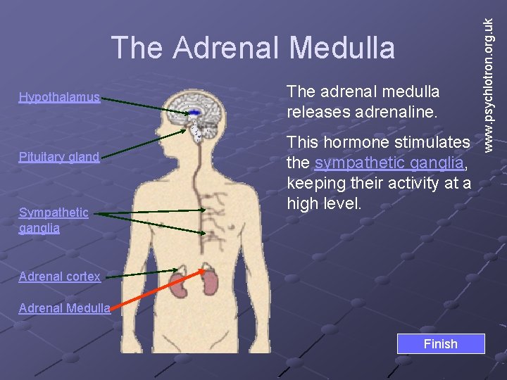 Hypothalamus Pituitary gland Sympathetic ganglia The adrenal medulla releases adrenaline. This hormone stimulates the Hypothalamus Pituitary gland Sympathetic ganglia The adrenal medulla releases adrenaline. This hormone stimulates the