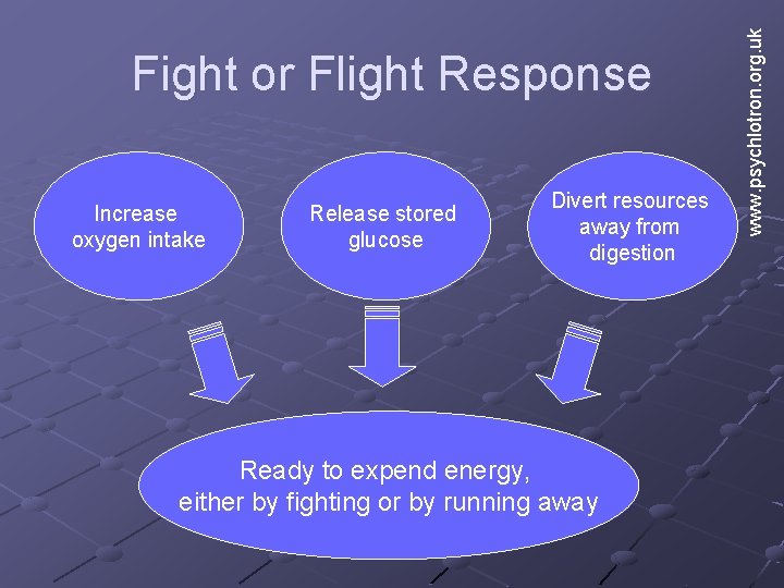 Increase oxygen intake Release stored glucose Divert resources away from digestion Ready to expend Increase oxygen intake Release stored glucose Divert resources away from digestion Ready to expend