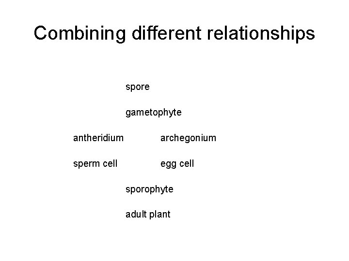 Combining different relationships spore gametophyte antheridium archegonium sperm cell egg cell sporophyte adult plant