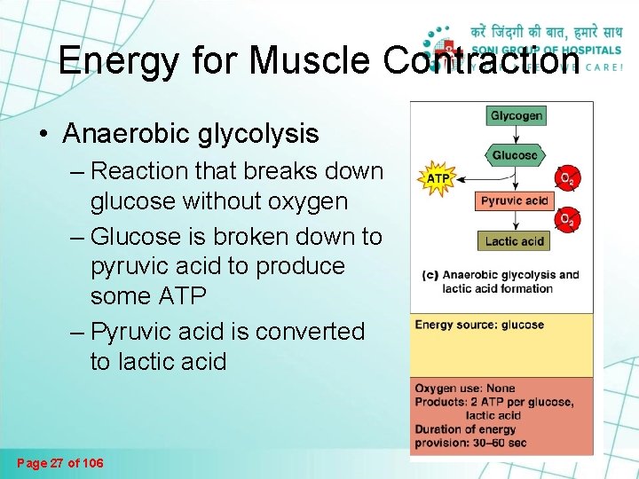 The Muscular System Muscles Are Responsible For All