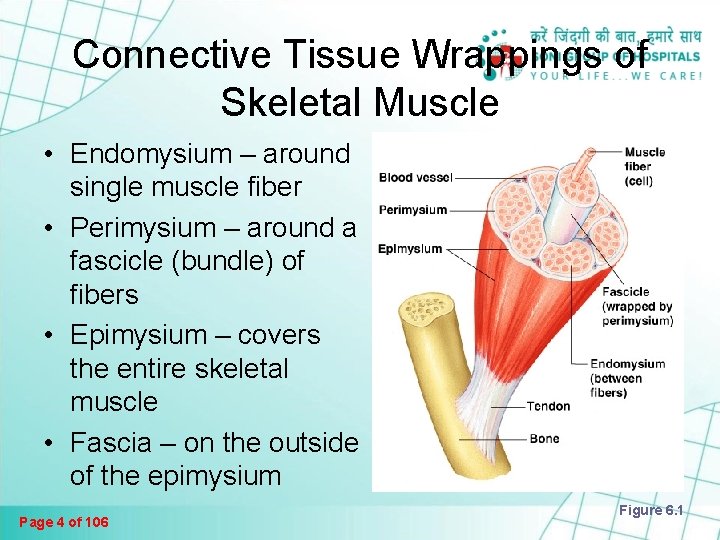 The Muscular System Muscles Are Responsible For All