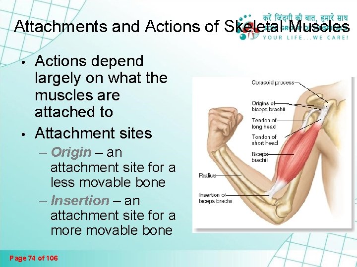 The Muscular System Muscles Are Responsible For All