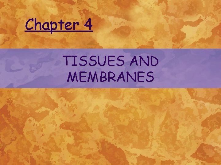 Chapter 4 TISSUES AND MEMBRANES 