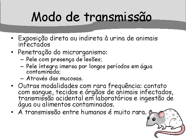 Modo de transmissão • Exposição direta ou indireta à urina de animais infectados •