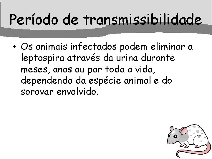 Período de transmissibilidade • Os animais infectados podem eliminar a leptospira através da urina