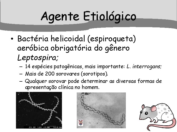 Agente Etiológico • Bactéria helicoidal (espiroqueta) aeróbica obrigatória do gênero Leptospira; – 14 espécies