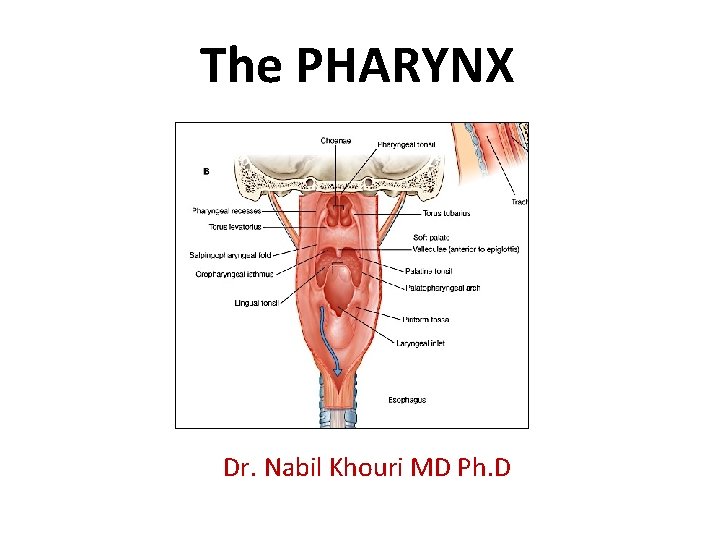 The PHARYNX Dr. Nabil Khouri MD Ph. D 