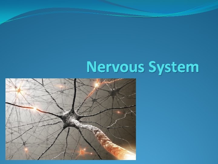 Nervous System 