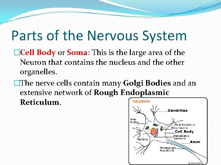 Parts of the Nervous System �Cell Body or Soma: This is the large area