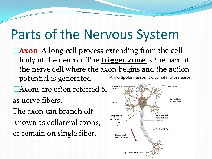 Parts of the Nervous System �Axon: A long cell process extending from the cell