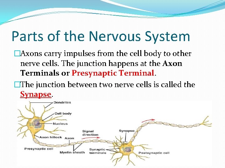 Parts of the Nervous System �Axons carry impulses from the cell body to other