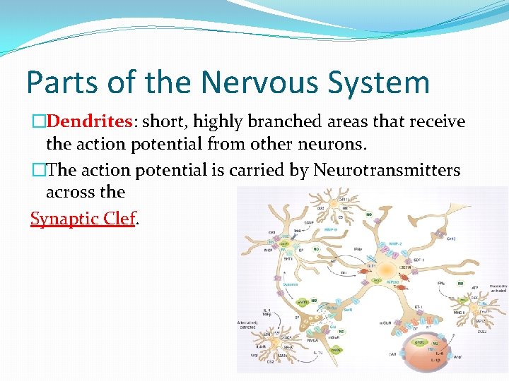 Parts of the Nervous System �Dendrites: short, highly branched areas that receive the action