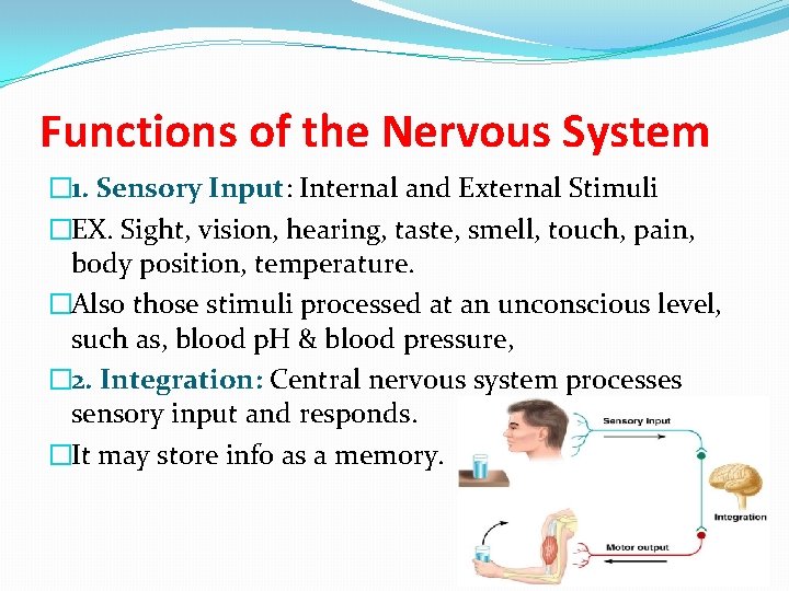 Functions of the Nervous System � 1. Sensory Input: Internal and External Stimuli �EX.