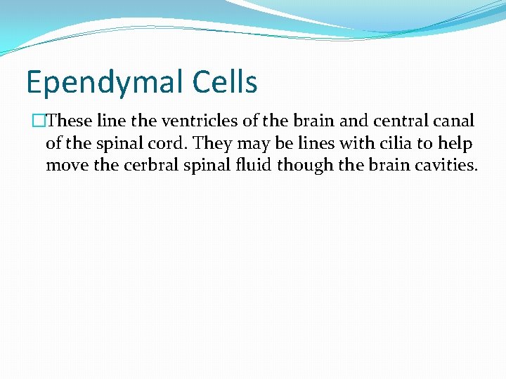 Ependymal Cells �These line the ventricles of the brain and central canal of the