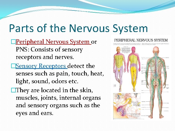 Parts of the Nervous System �Peripheral Nervous System or PNS: Consists of sensory receptors